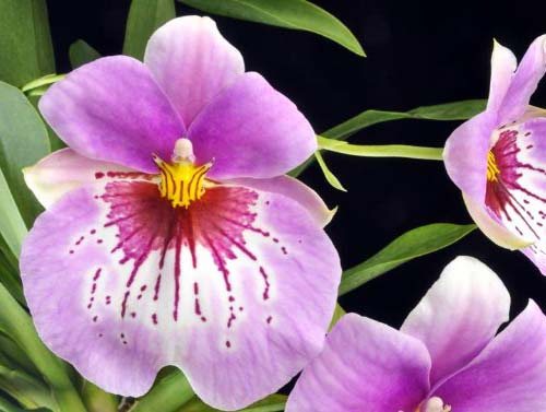 Miltoniopsis In The Pink 'Voluptuous'