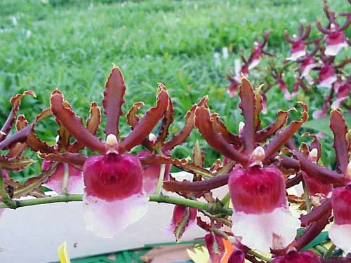 Oncidium Ron's Rippling Delight 'Pacific Parfait'