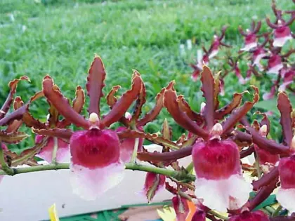 Oncidium Ron's Rippling Delight 'Pacific Parfait'