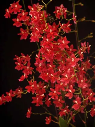 Wilsonara Berry Red 'Starry, Starry Night'