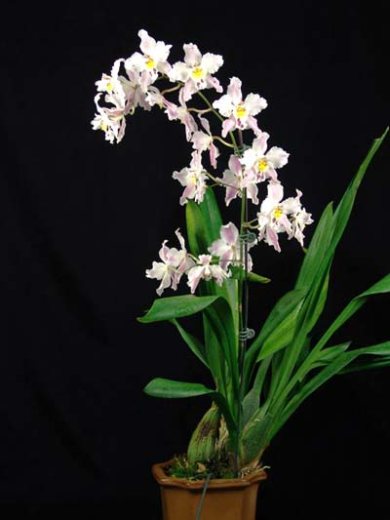 Wilsonara Opalescent 'Snow Pixie'