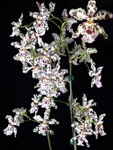 Wilsonara Vernal Aura 'Black Perfume'