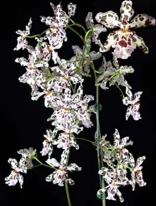 Wilsonara Vernal Aura 'Black Perfume'