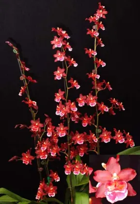 Wilsonara Wicked 'Red Head'