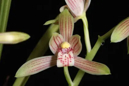 Cymbidium ensifolium