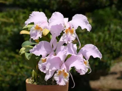 Cattleya mossiae concolor x SELF