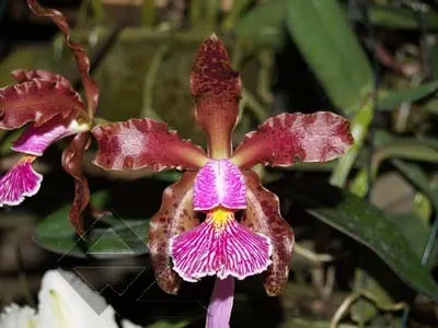 Cattleya schilleriana escura 'Jucu' x Cattleya schilleriana 'Paredao'