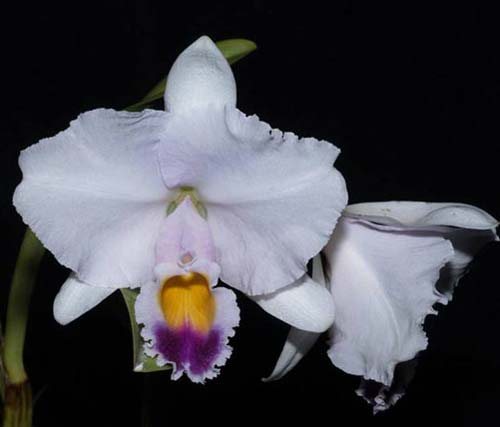 Cattleya trianae coerulea x SELF