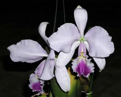 Cattleya warneri coerulea 'Carolina' x SELF