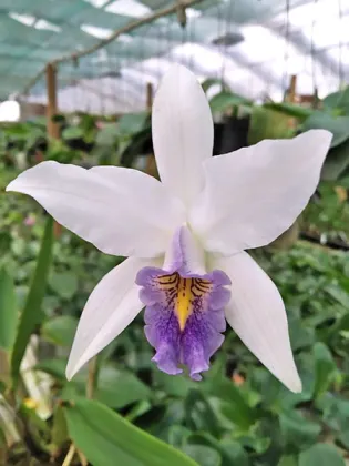 Laelia anceps var veitchiana