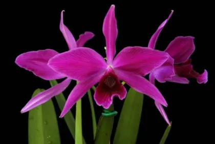 Laelia purpurata atropurpurea 'Black' x Laelia purpurata atro-rubra
