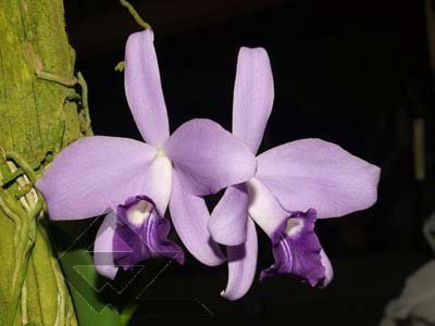 Laelia sincorana coerulea (сlara) x Laelia sincorana coerulea escura 'AWZ'