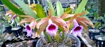 Laelia tenebrosa 'Aline' x Laelia tenebrosa 'Gloriosa'