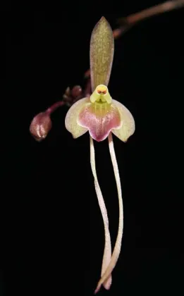 Epidendrum longipetalum