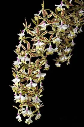 Epidendrum stamfordianum