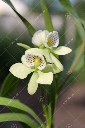 Encyclia radiata