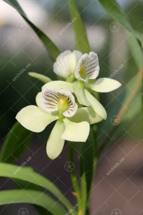 Encyclia radiata