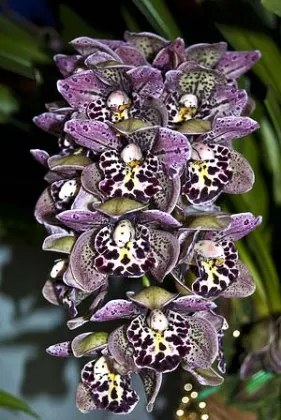 Cymbidium 'Vogel's Magic'