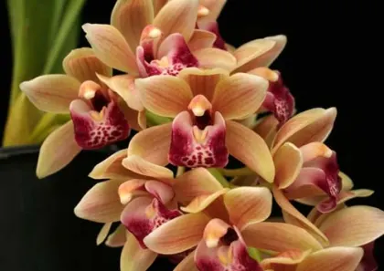 Cymbidium Cascade 'Spring Wind'