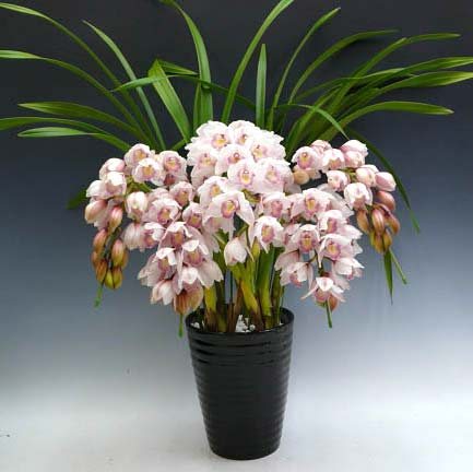 Cymbidium Lovely Smile 'Angel'