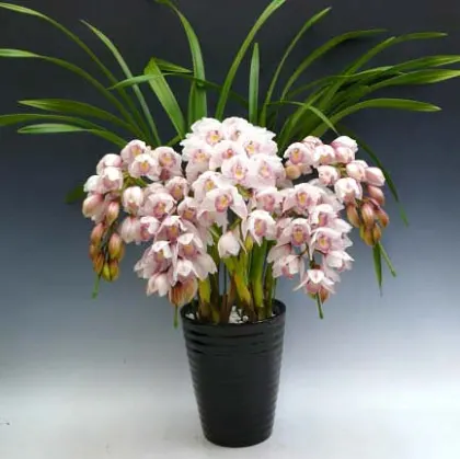 Cymbidium Lovely Smile 'Angel'