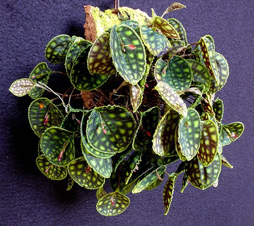 Lepanthes calodictyon
