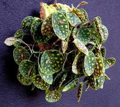 Lepanthes calodictyon