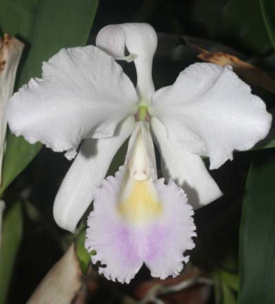 Cattleya trianae amoena XXX x Cattleya trianae amoena 'TA's'
