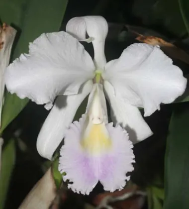 Cattleya trianae amoena XXX x Cattleya trianae amoena 'TA's'