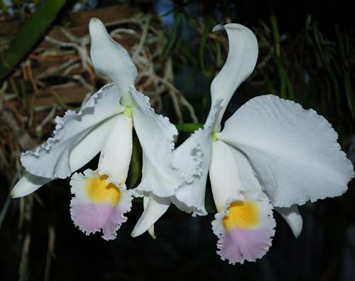 Cattleya trianae amoena 'Maria Ines' x Cattleya trianae amoena 'President Geisel'