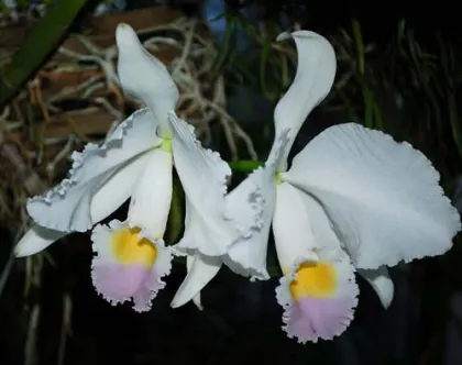 Cattleya trianae amoena 'Maria Ines' x Cattleya trianae amoena 'President Geisel'
