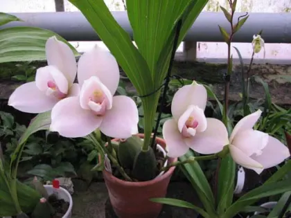 Angulocaste Olympus Rex