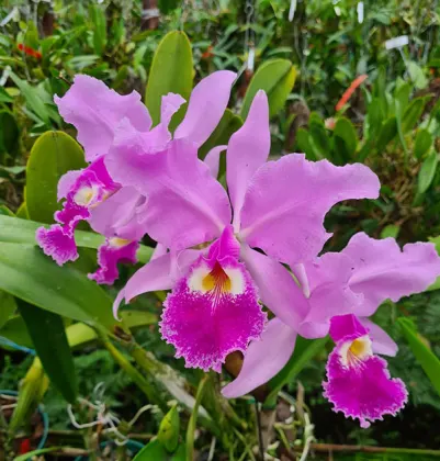 Cattleya warscewiczii sanderiana
