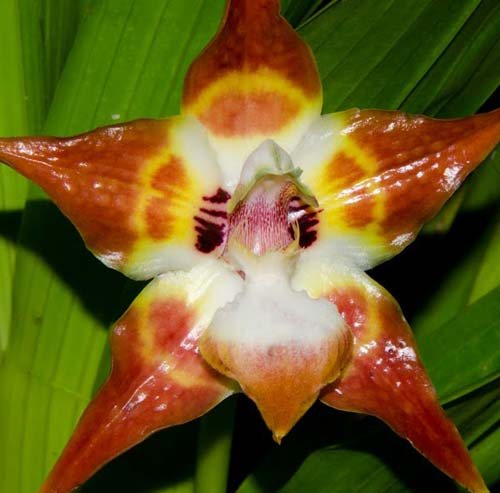 Huntleya burtii