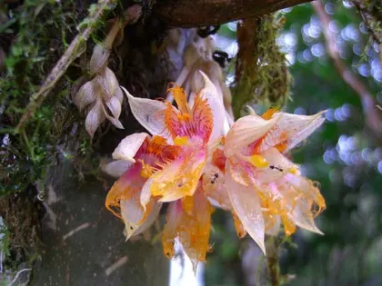 Sievekingia reichenbachiana