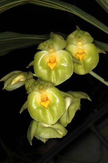 Catasetum expansum
