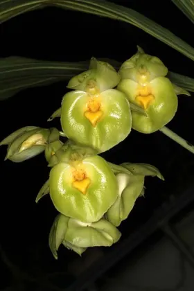 Catasetum expansum