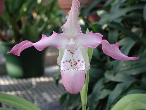 Phragmipedium czerwiakowianum x kovachii