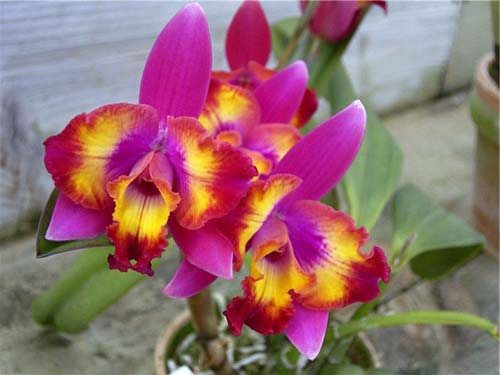 Sophrolaeliocattleya Hawaiian Splash 'Lea' (Payche x Mishima Star)