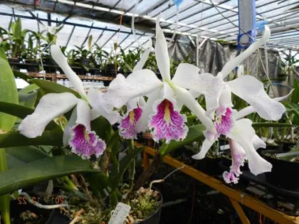 Cattleya maxima semi-alba 'La Pedrena' x self