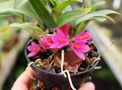 Dendrobium Hibiki (laevifolium x bracteosum)
