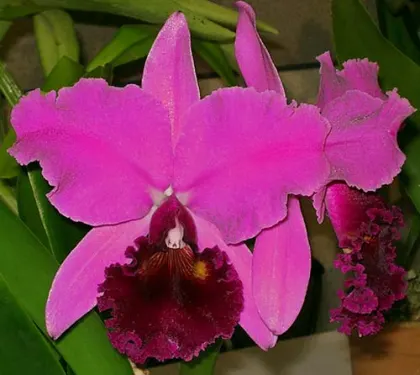 Potinara Charmides 'Miura' (Laeliocattleya Bonanza x Potinara Medea)