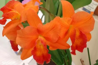 Potinara Orglade's Tradition 'Sunset'(Brassolaeliocattleya Bouton D'Or x Sophrolaeliocattleya Hazel Boyd)