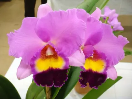 Potinara Tokyo Bay 'Victory' (Potinara Vallespin x Laeliocattleya Commander)