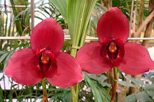 Lycaste Fire Bird