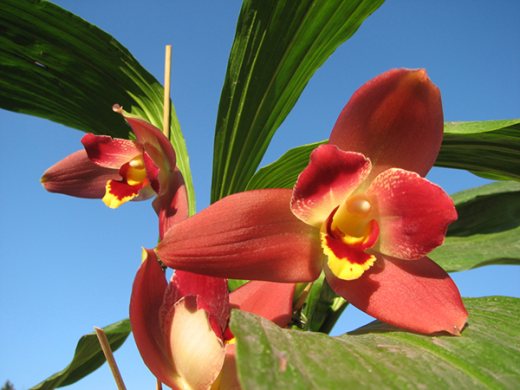 Angulocaste Red Jewel