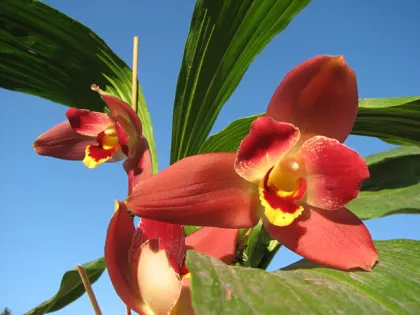 Angulocaste Red Jewel
