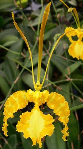 Psychopsis Mariposa alba