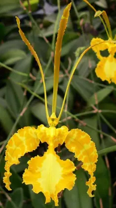 Psychopsis Mariposa alba