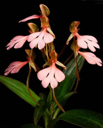 Habenaria rhodocheila 'Pink'
